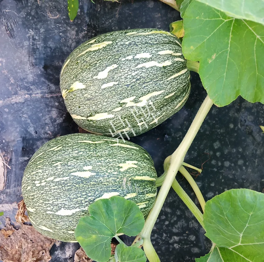 襄陽農(nóng)民“押寶”押對了，這個品種幫他賺了2倍錢