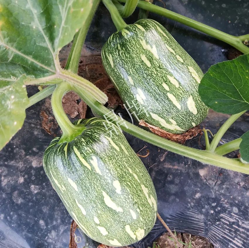 襄陽農(nóng)民“押寶”押對了，這個品種幫他賺了2倍錢