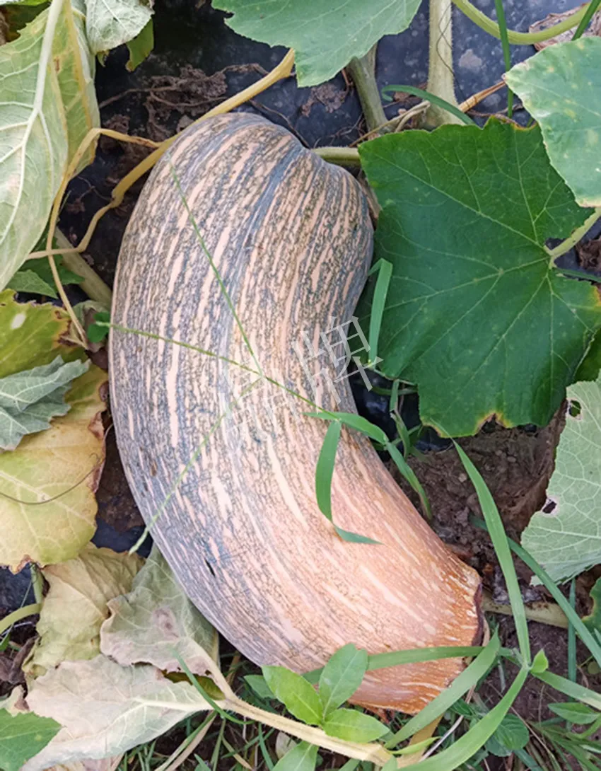 岳陽(yáng)王大年打工多年，選擇回家種南瓜，今年還增加了50畝地