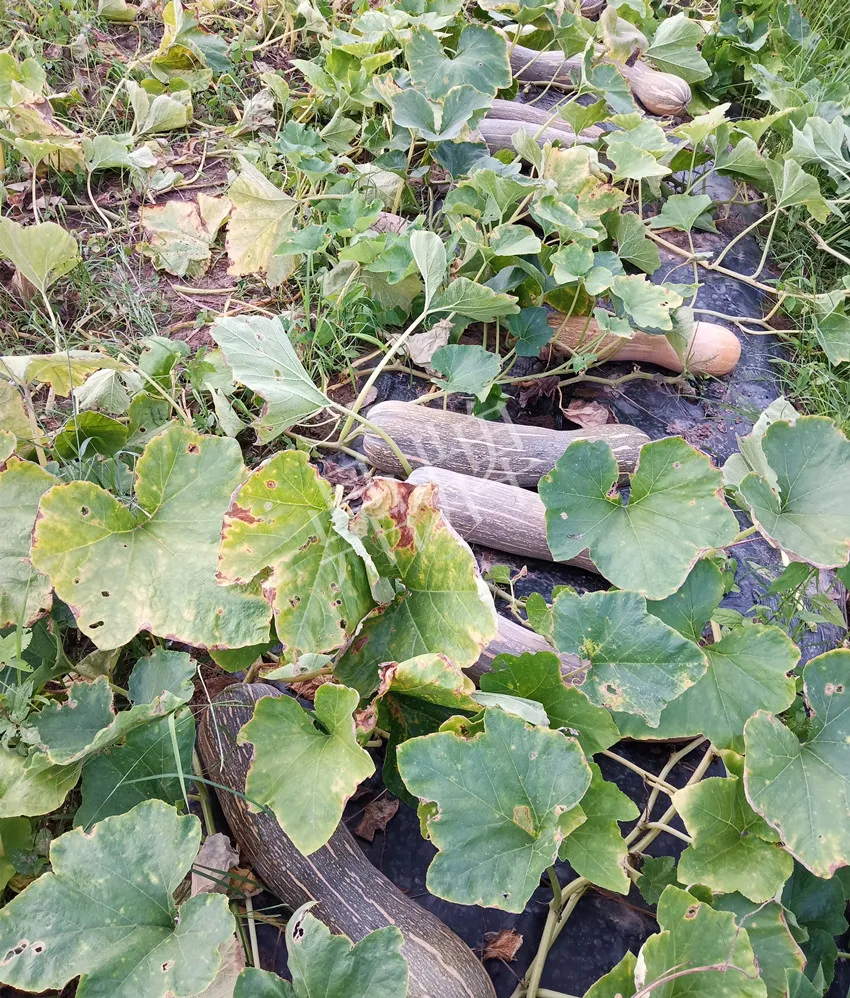 岳陽(yáng)王大年打工多年，選擇回家種南瓜，今年還增加了50畝地