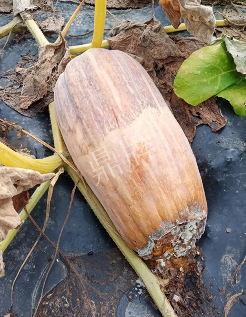 岳陽(yáng)王大年打工多年，選擇回家種南瓜，今年還增加了50畝地