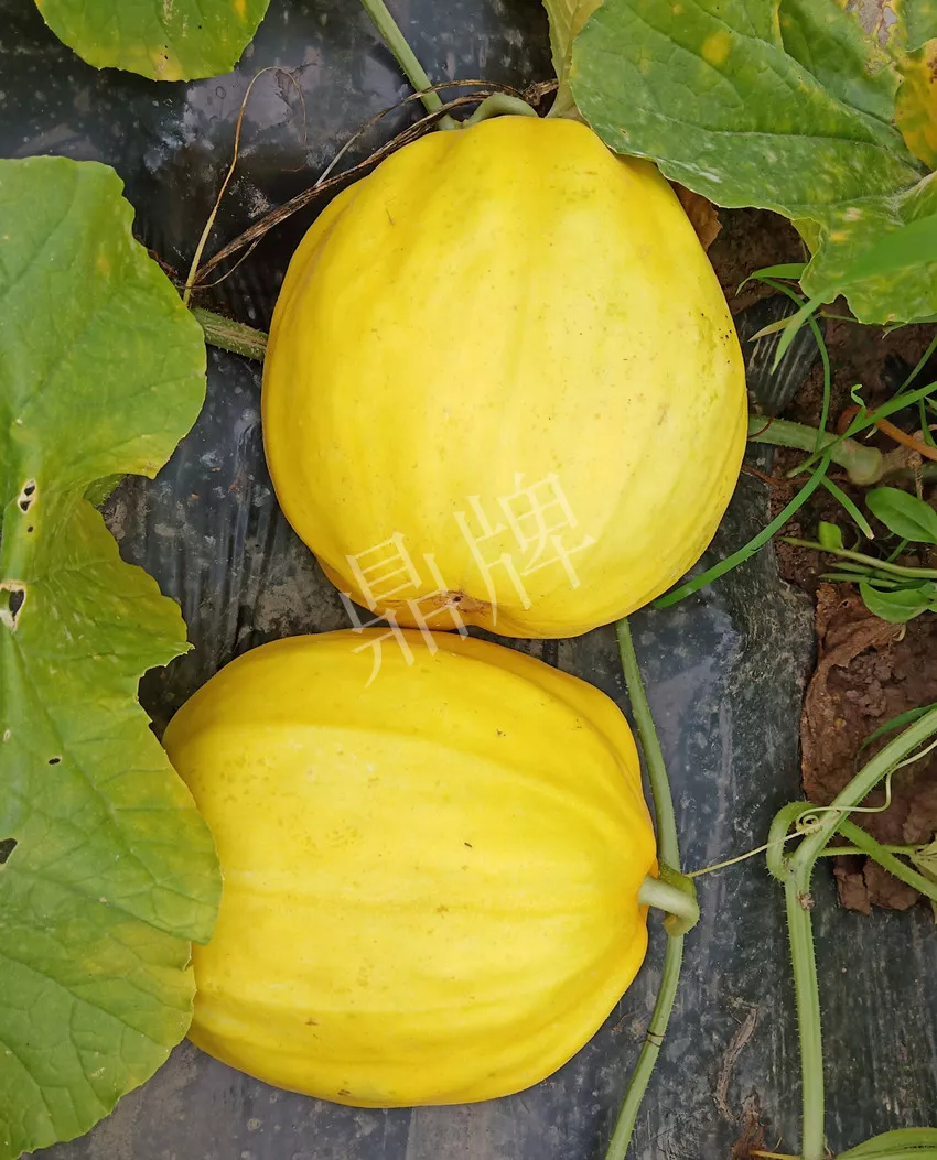 婁底瓜農(nóng)純賺50萬，我這個(gè)“張大膽”榮光了一把