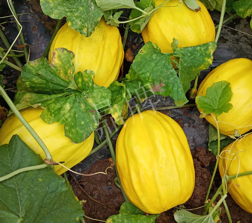 婁底瓜農(nóng)純賺50萬，我這個(gè)“張大膽”榮光了一把