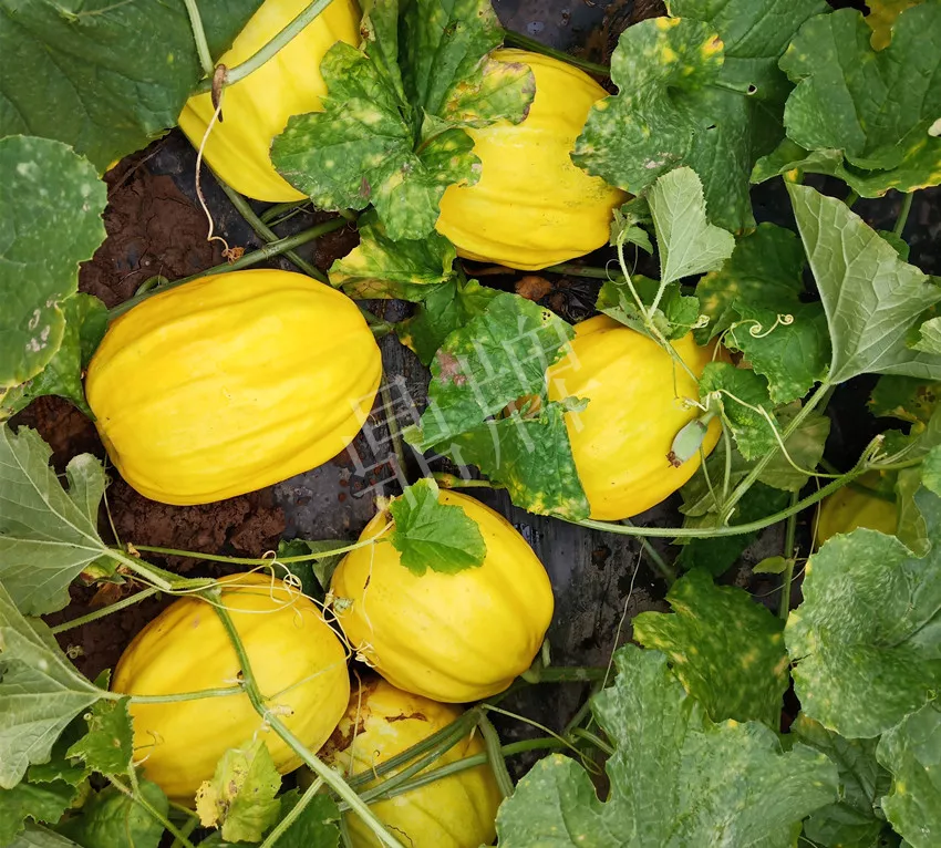 婁底瓜農(nóng)純賺50萬，我這個(gè)“張大膽”榮光了一把