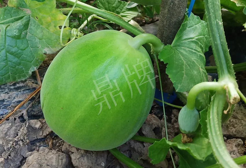 婁底瓜農(nóng)純賺50萬，我這個(gè)“張大膽”榮光了一把