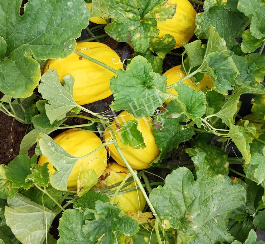 婁底瓜農(nóng)純賺50萬，我這個(gè)“張大膽”榮光了一把