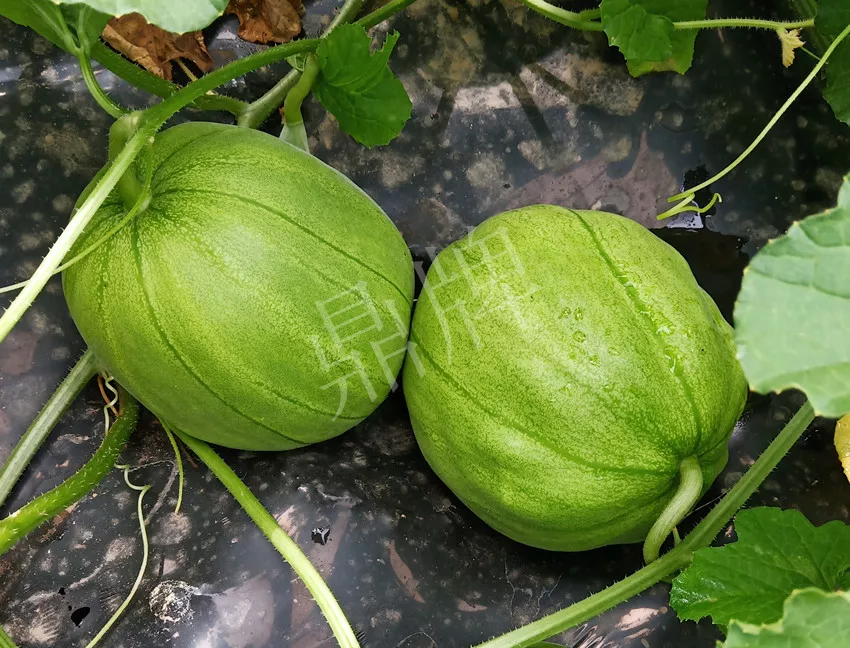 婁底瓜農(nóng)純賺50萬，我這個(gè)“張大膽”榮光了一把