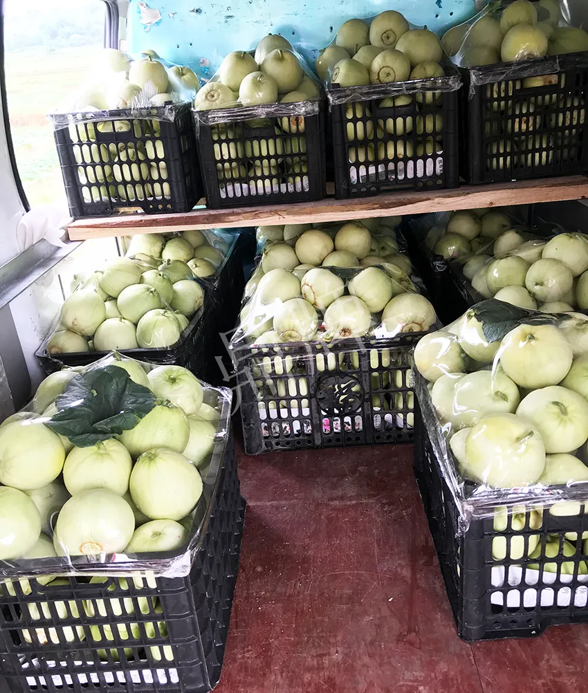 郴州農(nóng)戶種植新品種，果實又香又甜，很好賣