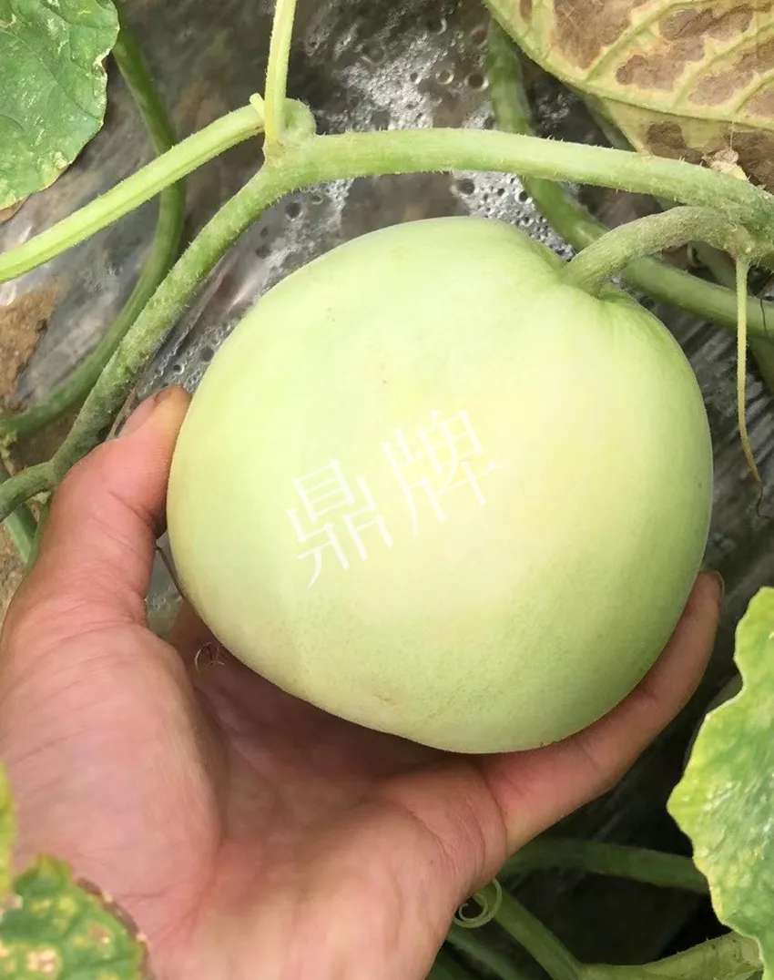 郴州農(nóng)戶種植新品種，果實又香又甜，很好賣