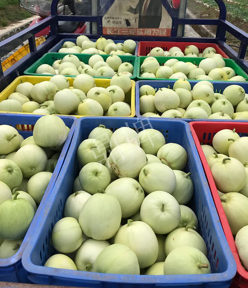 郴州農(nóng)戶種植新品種，果實又香又甜，很好賣