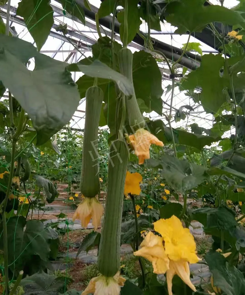 鎮(zhèn)江的何青萍，在法國(guó)種植“優(yōu)比1號(hào)”每公斤24元