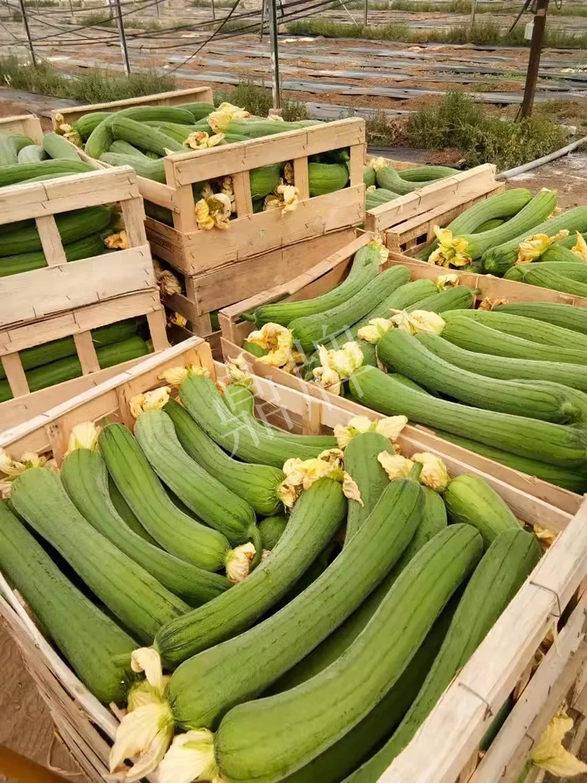 鎮(zhèn)江的何青萍，在法國(guó)種植“優(yōu)比1號(hào)”每公斤24元