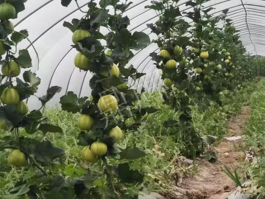 一株坐果15個(gè)，6元1斤，好賣得很