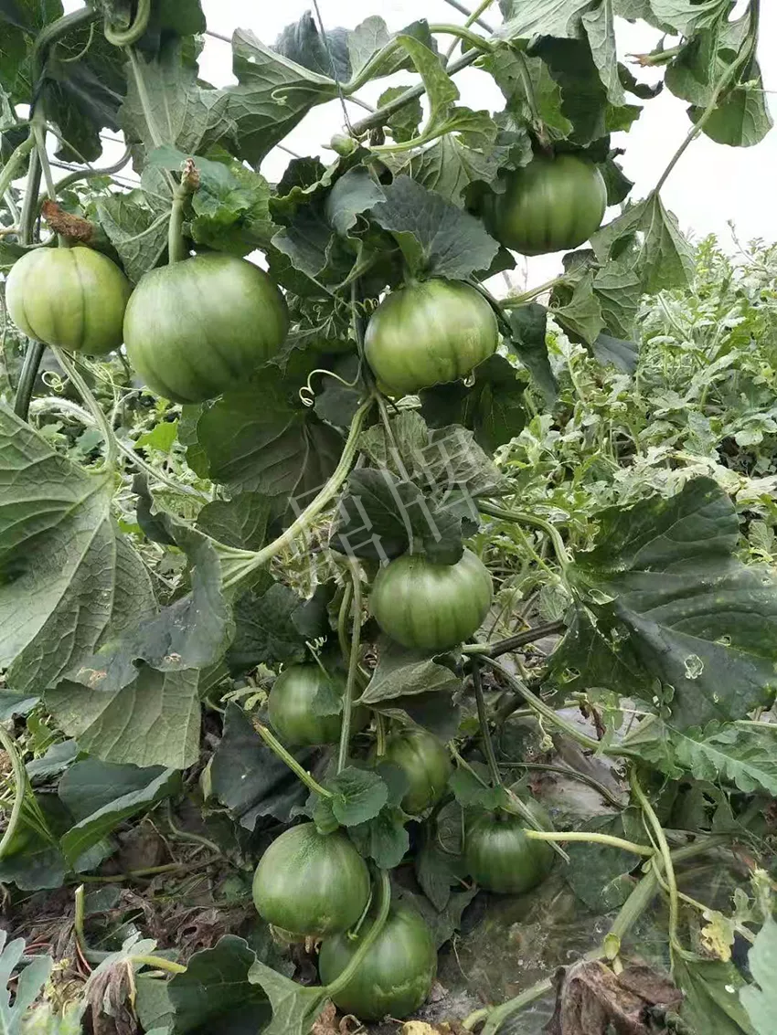 一株坐果15個(gè)，6元1斤，好賣得很