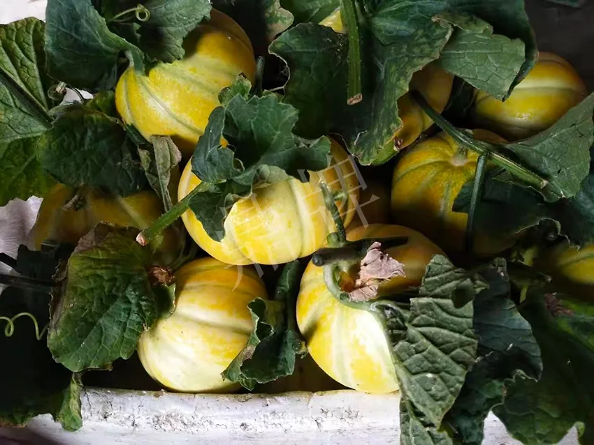 一株坐果15個(gè)，6元1斤，好賣得很