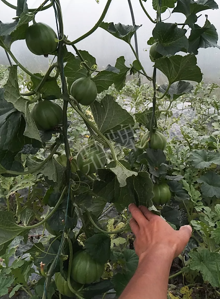 一株坐果15個(gè)，6元1斤，好賣得很