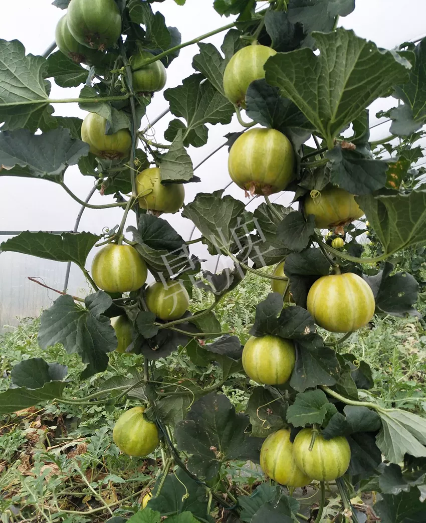 一株坐果15個(gè)，6元1斤，好賣得很