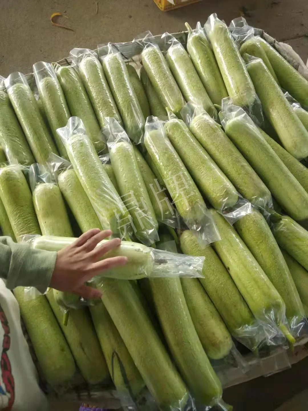 這個(gè)絲瓜每畝能掙3萬(wàn)，沒(méi)種植的農(nóng)戶后悔得拍大腿