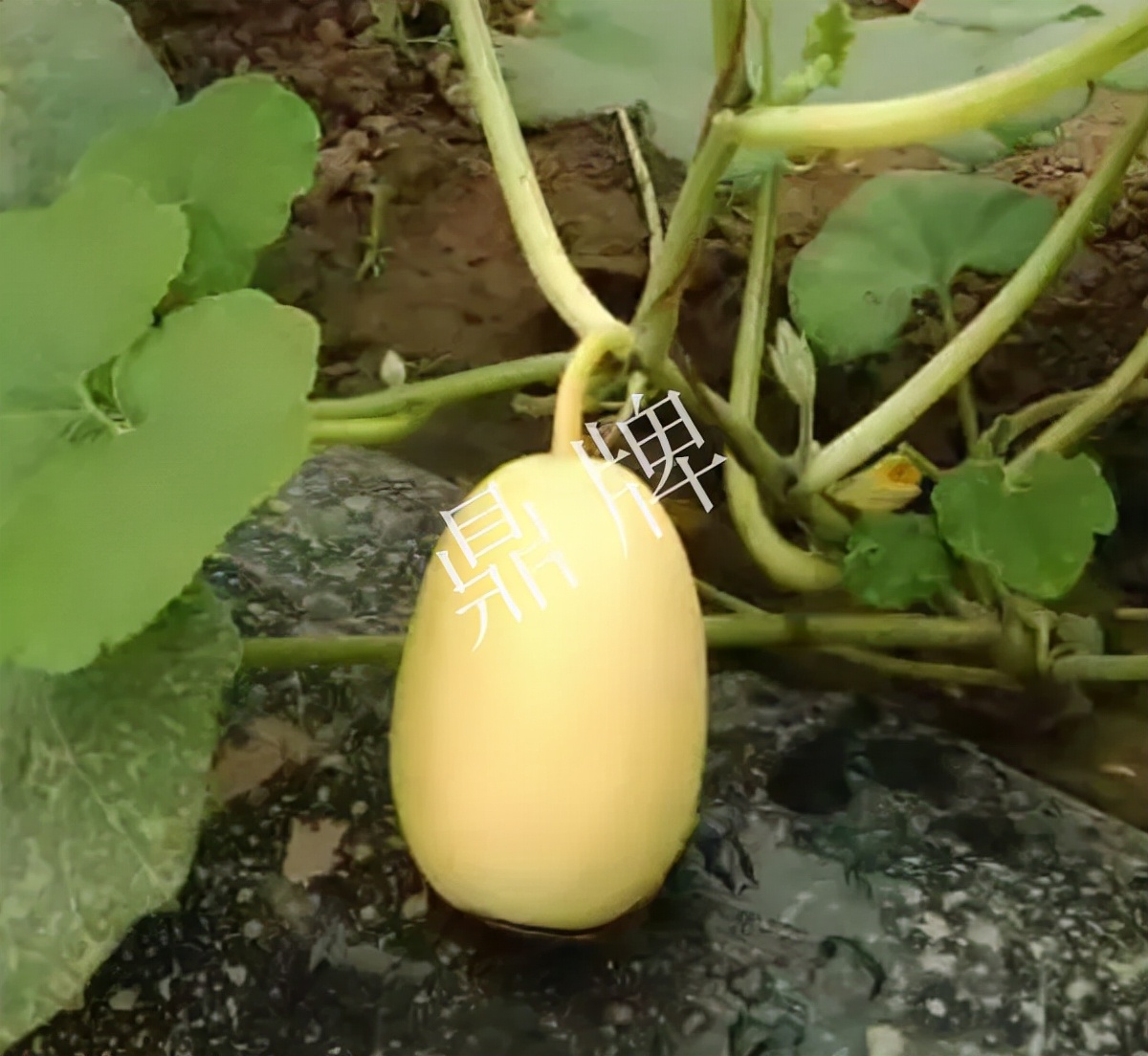 河南3月中旬就上市的“黃金筍瓜”，能買到14元/斤