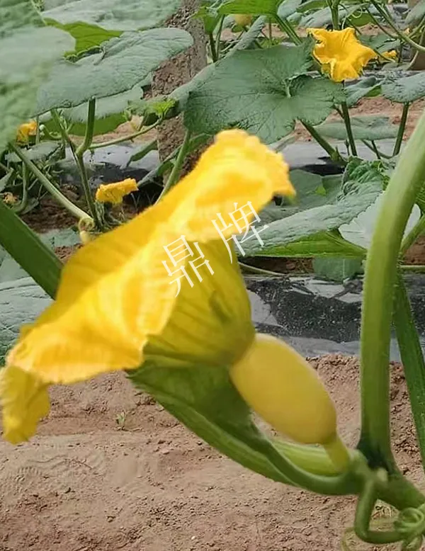 河南3月中旬就上市的“黃金筍瓜”，能買到14元/斤