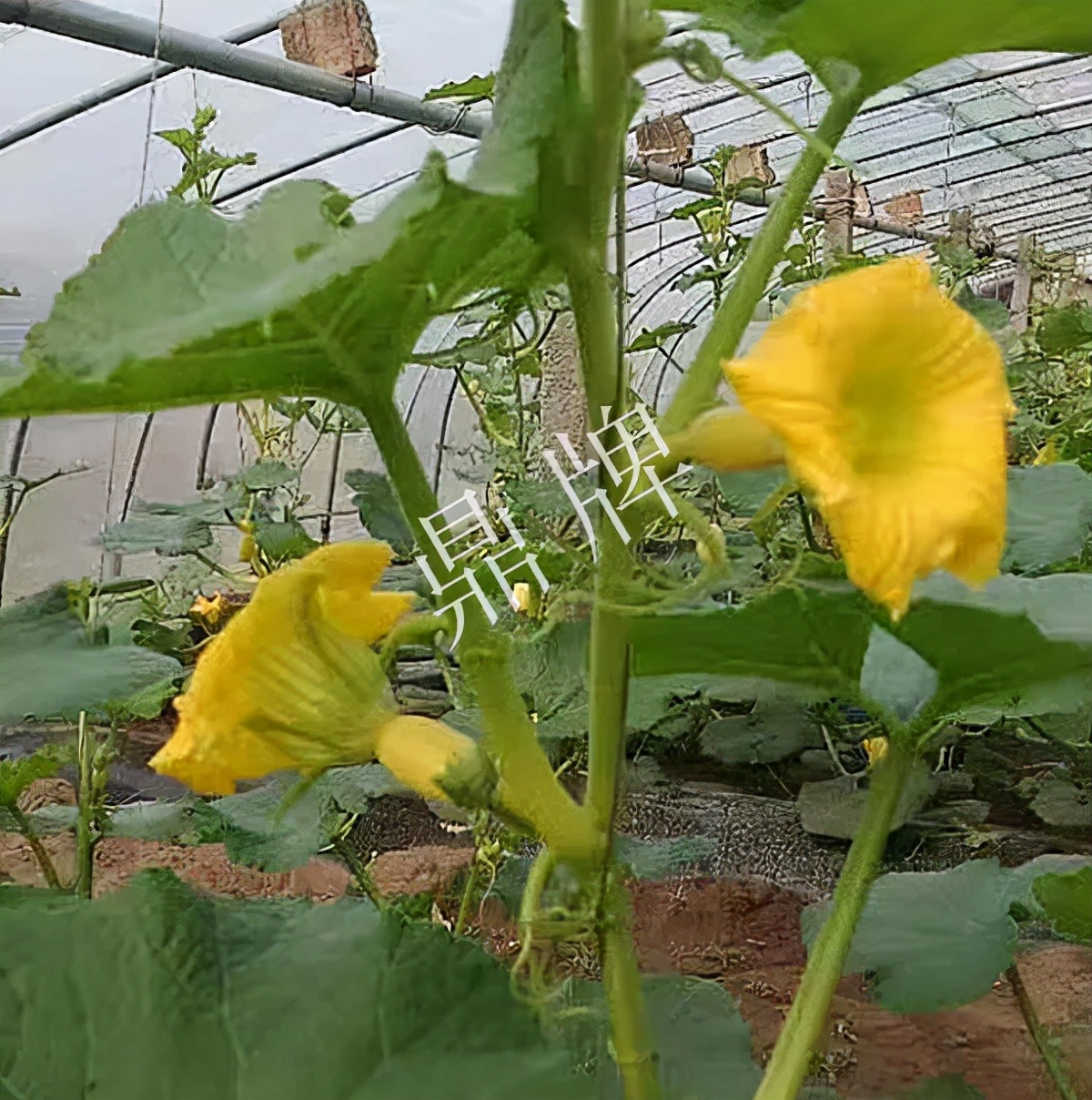 河南3月中旬就上市的“黃金筍瓜”，能買到14元/斤