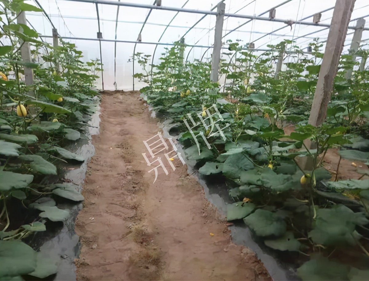 河南3月中旬就上市的“黃金筍瓜”，能買到14元/斤