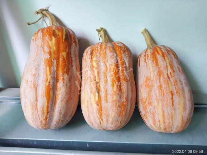 蔬菜種子種植戶客戶點評-去年的南瓜，放到現(xiàn)在還完好！能賣什么價？