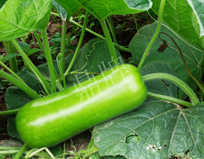 蔬菜種子種植戶客戶點評-牛逼！我露地栽培的瓠瓜，比別人大棚的還早上市！