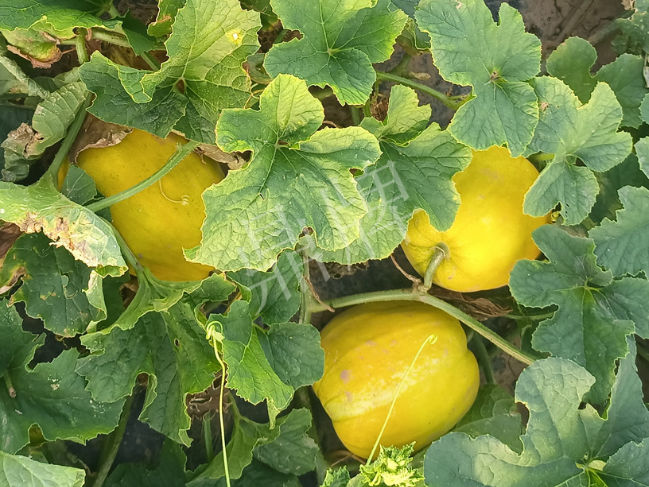 蔬菜種子種植戶客戶點評-種它！種它！高溫季節(jié)就種它！