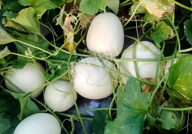 蔬菜種子種植戶客戶點評-巴適，巴適，這個甜瓜太巴適了！