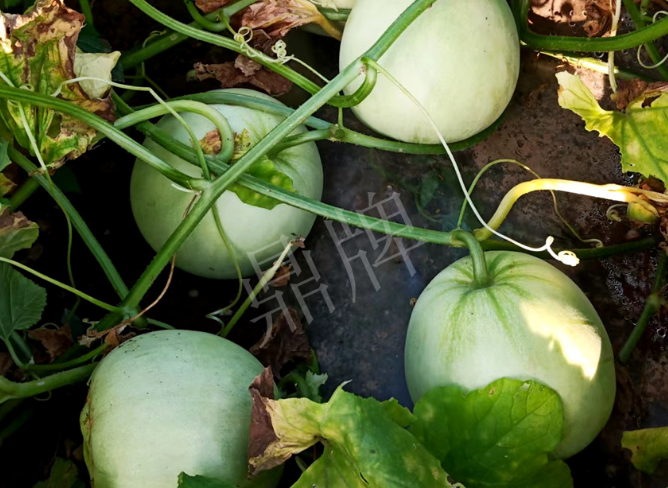 蔬菜種子種植戶客戶點(diǎn)評-種植這個(gè)品種，謹(jǐn)防小偷?。?！