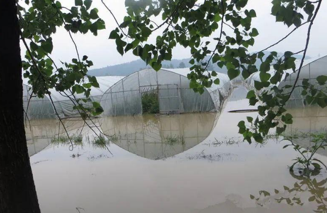 蔬菜種子種植戶客戶點評-可惜了！我的甜瓜被水淹了，還有救嗎？