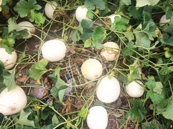 蔬菜種子種植戶客戶點評-什么？這個白皮甜瓜紅得發(fā)紫？