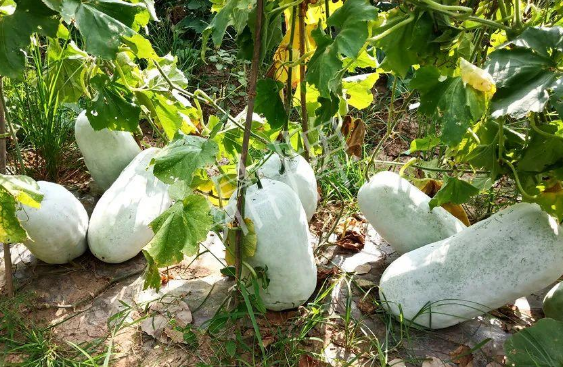 蔬菜種子種植戶客戶點(diǎn)評(píng)-驚訝！炎炎烈日下，小孩大聲喊：“大雪球！大雪球……”怎樣一回事？