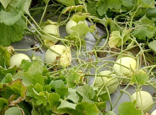 蔬菜種子種植戶客戶點(diǎn)評(píng)-種植甜瓜20年，這個(gè)品種讓我更省心！