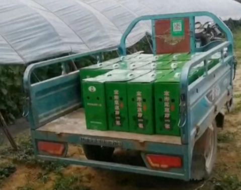 蔬菜種子種植戶客戶點(diǎn)評(píng)-很暢銷！團(tuán)購(gòu)6元一斤，這瓜夠香、夠甜、夠得勁兒！