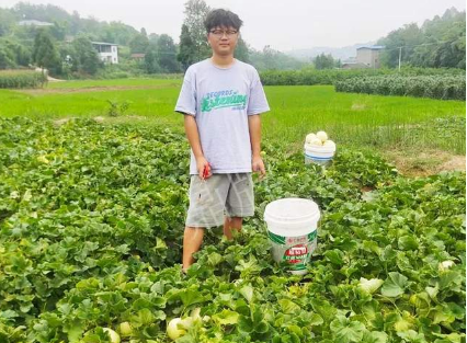 蔬菜種子種植戶客戶點(diǎn)評(píng)-甜瓜新品上市，每個(gè)賣9元，很暢銷！