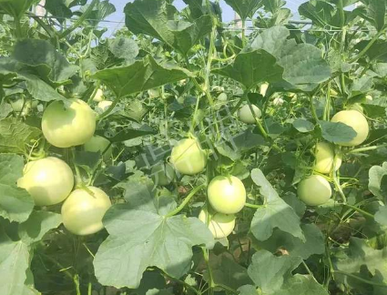 蔬菜種子種植戶客戶點評-種植這個新品種，我感到非常滿意！