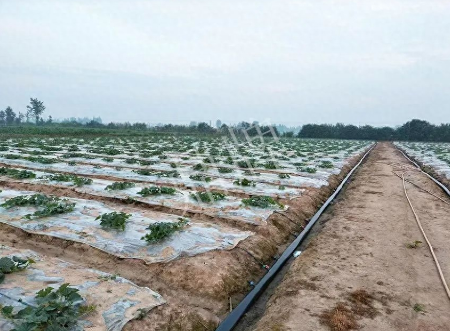 蔬菜種子種植戶客戶點評-80后大廚回鄉(xiāng)種甜瓜，第一年就賺15萬！