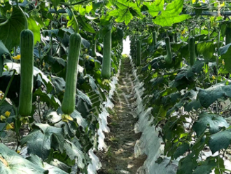 蔬菜種子種植戶客戶點評-高手在民間，浙江蒼南的絲瓜在下半年至春節(jié)，都有大量上市！
