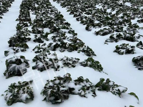 蔬菜種子種植戶客戶點評-春節(jié)期間，2畝雜交“東漢菜”一批就賣了2萬多元！