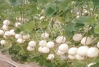 蔬菜種子種植戶客戶點評-現(xiàn)在的瓜菜價格不好，但我種植的優(yōu)質(zhì)甜瓜還是有好的收入！