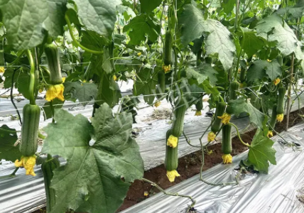 蔬菜種子種植戶客戶點(diǎn)評(píng)-這個(gè)新品種好不好？？？見(jiàn)證的時(shí)候到了！