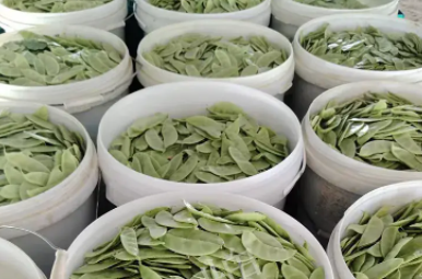 蔬菜種子種植戶客戶點(diǎn)評(píng)-時(shí)隔20年，我再種這個(gè)品種，大家來(lái)看看，怎么樣？