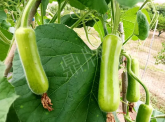 蔬菜種子種植戶客戶點(diǎn)評(píng)-科研人員發(fā)誓研究的一個(gè)抗高溫品種，您可能需要！