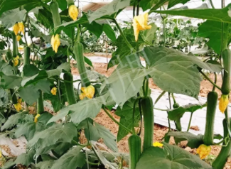 蔬菜種子種植戶客戶點(diǎn)評(píng)-一株結(jié)瓜30多個(gè)，價(jià)錢好，賺了！