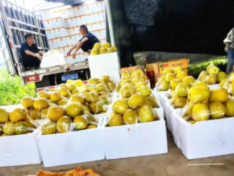 蔬菜種子種植戶客戶點(diǎn)評(píng)-這位老板像初戀一樣，獨(dú)愛(ài)“金美2號(hào)”