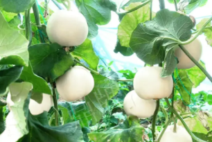 蔬菜種子種植戶客戶點(diǎn)評(píng)-丁老板說(shuō)：種植這個(gè)品種，獲得了滿意的收入，確實(shí)“爽歪歪”