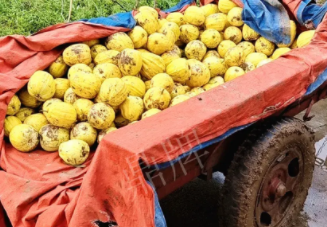 蔬菜種子種植戶客戶點(diǎn)評(píng)-持續(xù)暴雨天氣，這個(gè)品種幫我們渡過(guò)了難關(guān)，收入還滿意！
