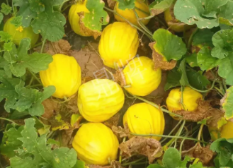 蔬菜種子種植戶客戶點(diǎn)評-瓜農(nóng)說：“還得是這個品種?。　?，什么品種讓種植戶如此感慨？